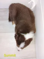 Summit , a male Australian Shepherd for sale in Grasston, MN – 4 of 9