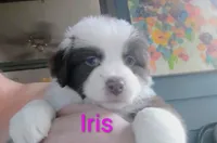 Iris, a female Australian Shepherd for sale in Grasston, MN – 4 of 9