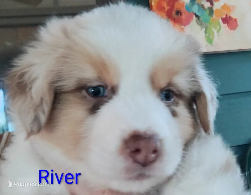 River – Australian Shepherd puppy for sale in Grasston, MN