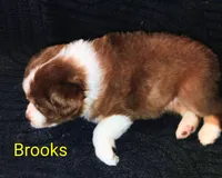 Brooks , a male Australian Shepherd for sale in Grasston, MN – 3 of 8
