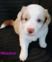 Meadow , a female Australian Shepherd for sale in Grasston, MN – 1 of 8