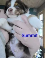 Summit , a male Australian Shepherd for sale in Grasston, MN – 2 of 9