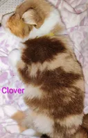 Clover 🍀, a female Australian Shepherd for sale in Grasston, MN – 4 of 9