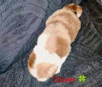 Clover 🍀, a female Australian Shepherd for sale in Grasston, MN – 2 of 9