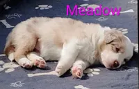 Meadow , a female Australian Shepherd for sale in Grasston, MN – 2 of 8