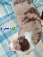 Clover 🍀, a female Australian Shepherd for sale in Grasston, MN – 3 of 9