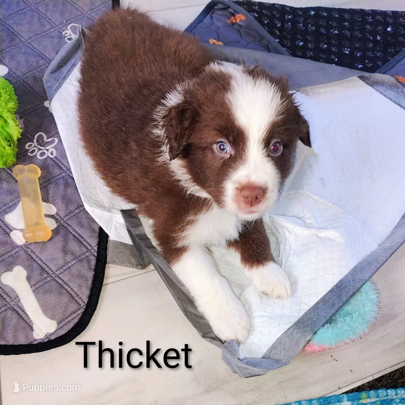 Thicket  – Australian Shepherd puppy for sale in Grasston, MN