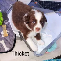 Thicket , a male Australian Shepherd for sale in Grasston, MN – 1 of 8
