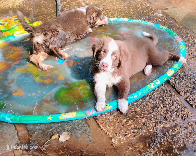 Thicket  – Australian Shepherd puppy for sale in Grasston, MN
