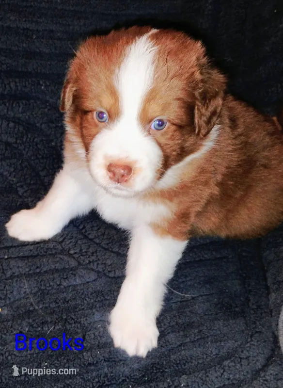 Brooks  – Australian Shepherd puppy for sale in Grasston, MN