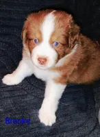 Brooks , a male Australian Shepherd for sale in Grasston, MN – 1 of 8