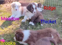 Ridge, a male Australian Shepherd for sale in Grasston, MN – 7 of 9