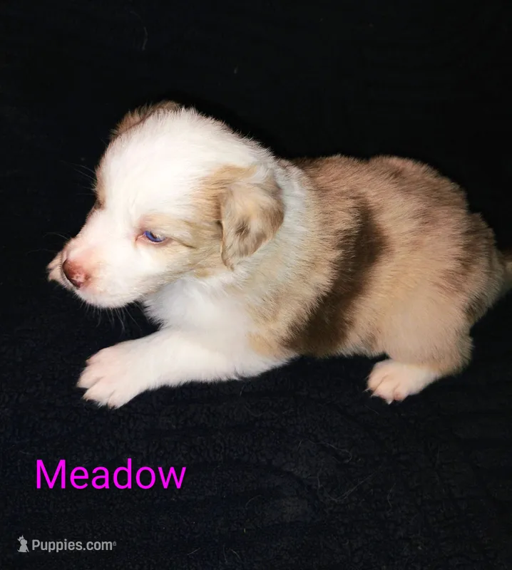 Meadow  – Australian Shepherd puppy for sale in Grasston, MN