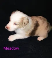 Meadow , a female Australian Shepherd for sale in Grasston, MN – 3 of 8