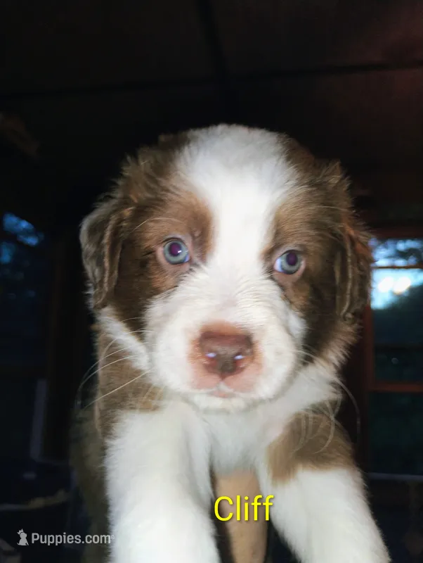Cliff – Australian Shepherd puppy for sale in Grasston, MN