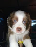 Cliff, a male Australian Shepherd for sale in Grasston, MN – 1 of 10