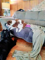 Iris, a female Australian Shepherd for sale in Grasston, MN – 5 of 10