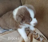 Brooks , a male Australian Shepherd for sale in Grasston, MN – 7 of 9