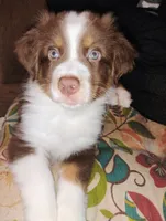 Ridge, a male Australian Shepherd for sale in Grasston, MN – 1 of 9