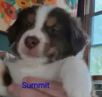 Summit , a male Australian Shepherd for sale in Grasston, MN – 8 of 10
