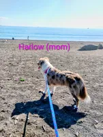 Iris, a female Australian Shepherd for sale in Grasston, MN – 9 of 9