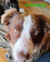 Meadow , a female Australian Shepherd for sale in Grasston, MN – 5 of 8