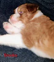 Brooks , a male Australian Shepherd for sale in Grasston, MN – 2 of 8