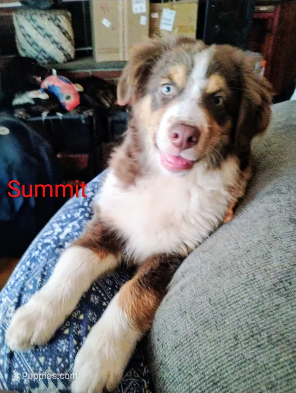 Summit  – Australian Shepherd puppy for sale in Grasston, MN