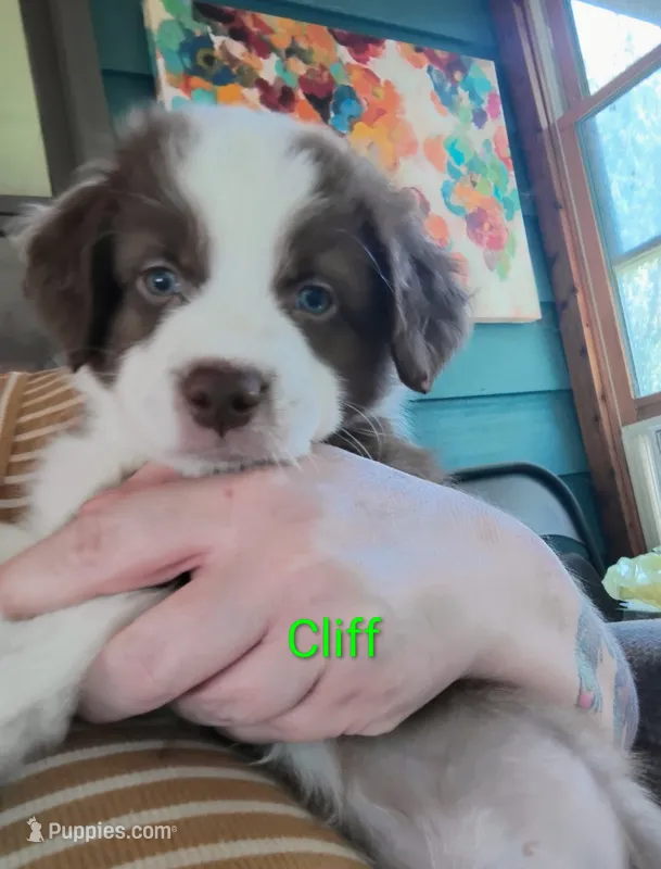 Cliff – Australian Shepherd puppy for sale in Grasston, MN
