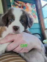 Cliff, a male Australian Shepherd for sale in Grasston, MN – 2 of 9