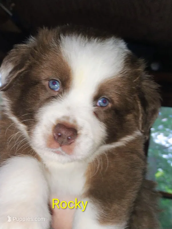Rocky – Australian Shepherd puppy for sale in Grasston, MN