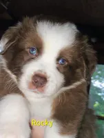 Rocky, a male Australian Shepherd for sale in Grasston, MN – 1 of 9