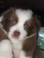 Rocky, a male Australian Shepherd for sale in Grasston, MN – 3 of 9