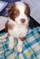 Cliff, a male Australian Shepherd for sale in Grasston, MN – 6 of 9