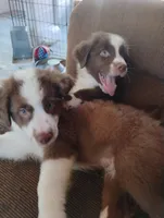 Cliff, a male Australian Shepherd for sale in Grasston, MN – 3 of 9