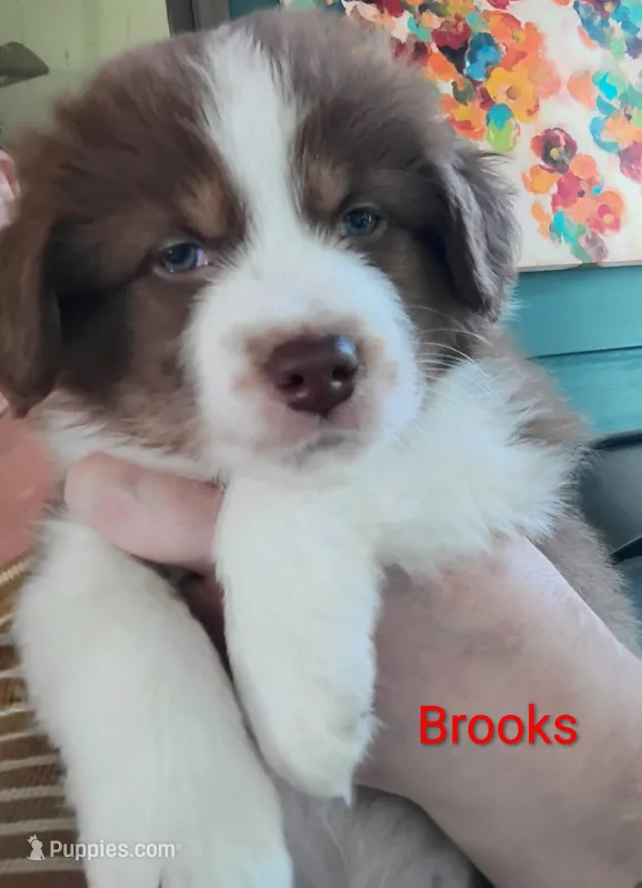 Brooks  – Australian Shepherd puppy for sale in Grasston, MN