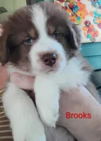 Brooks , a male Australian Shepherd for sale in Grasston, MN – 3 of 9
