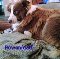 Forrest , a male Australian Shepherd for sale in Grasston, MN – 6 of 9