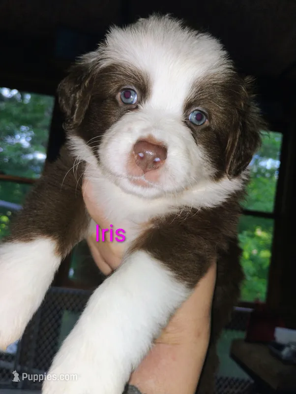 Iris – Australian Shepherd puppy for sale in Grasston, MN