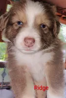 Ridge, a male Australian Shepherd for sale in Grasston, MN – 4 of 9