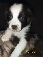 Forrest , a male Australian Shepherd for sale in Grasston, MN – 3 of 9