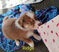 Ridge, a male Australian Shepherd for sale in Grasston, MN – 6 of 9