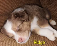 Ridge, a male Australian Shepherd for sale in Grasston, MN – 3 of 9