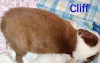 Cliff, a male Australian Shepherd for sale in Grasston, MN – 3 of 10