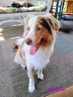 Forrest , a male Australian Shepherd for sale in Grasston, MN – 8 of 9