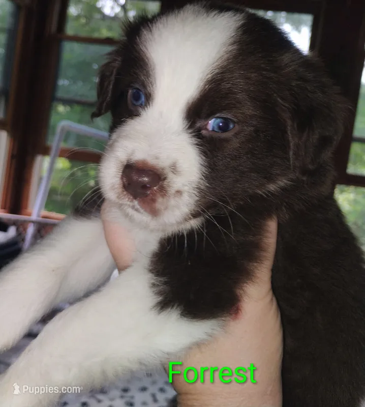 Forrest  – Australian Shepherd puppy for sale in Grasston, MN