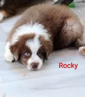 Rocky, a male Australian Shepherd for sale in Grasston, MN – 1 of 10