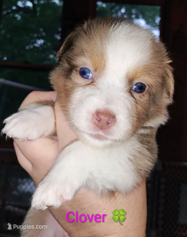 Clover 🍀 – Australian Shepherd puppy for sale in Grasston, MN