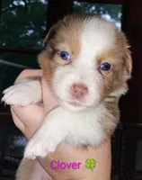 Clover 🍀, a female Australian Shepherd for sale in Grasston, MN – 1 of 9