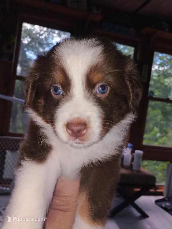 Poppy  – Australian Shepherd puppy for sale in Grasston, MN